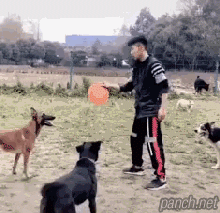 댕댕이 파쿠르.gif