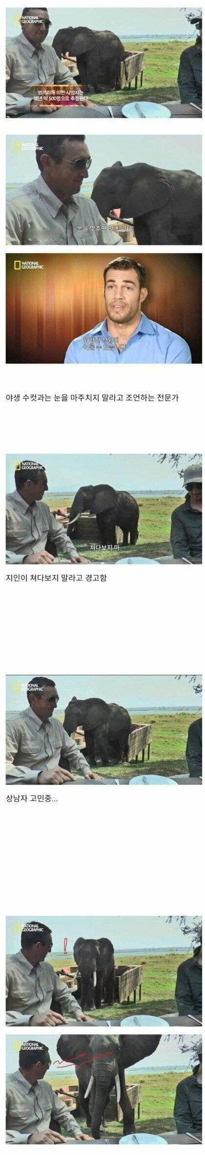 코끼리와 눈 마주치면 안되는 이유