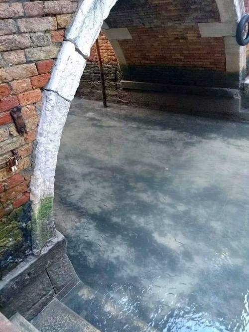 물의 도시 이탈리아 베니스 근황.jpg