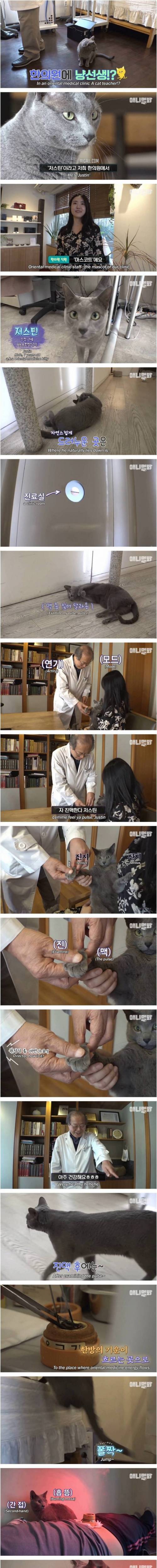 [스압] 츄르 대신 녹용 챙겨먹는 고양이