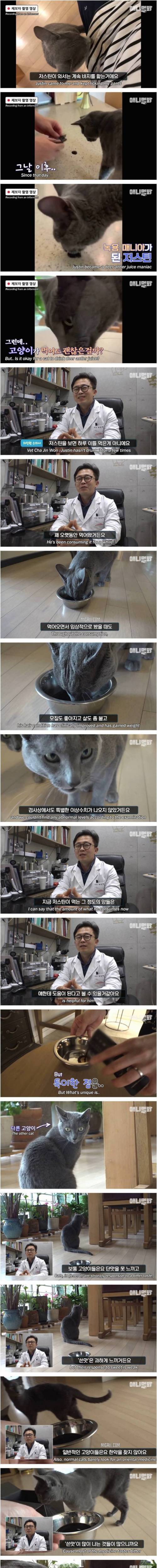 [스압] 츄르 대신 녹용 챙겨먹는 고양이