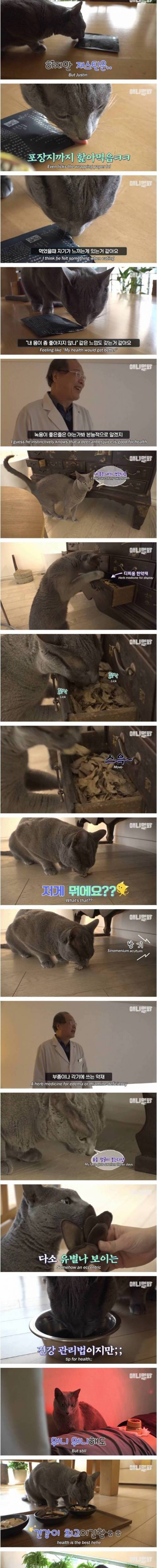 [스압] 츄르 대신 녹용 챙겨먹는 고양이