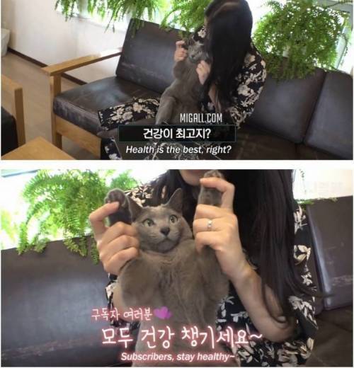 [스압] 츄르 대신 녹용 챙겨먹는 고양이