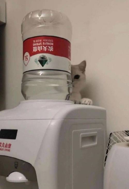 고양이 액체설.jpg