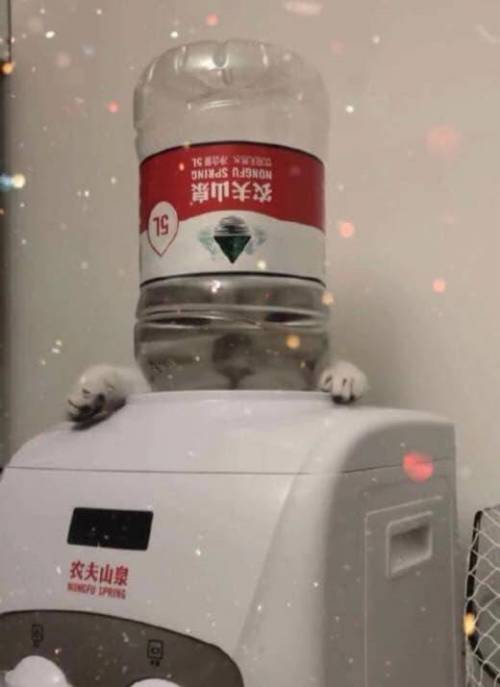 고양이 액체설.jpg