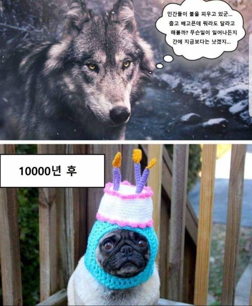 늑대의 잔인한 최후.jpg