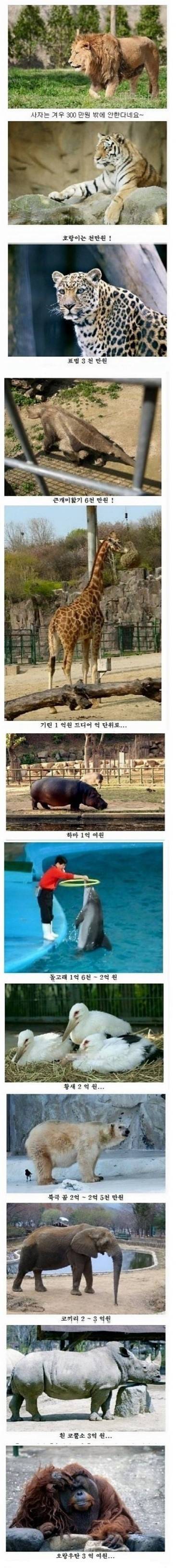 [스압] 동물원 동물의 몸값을 알아보자!