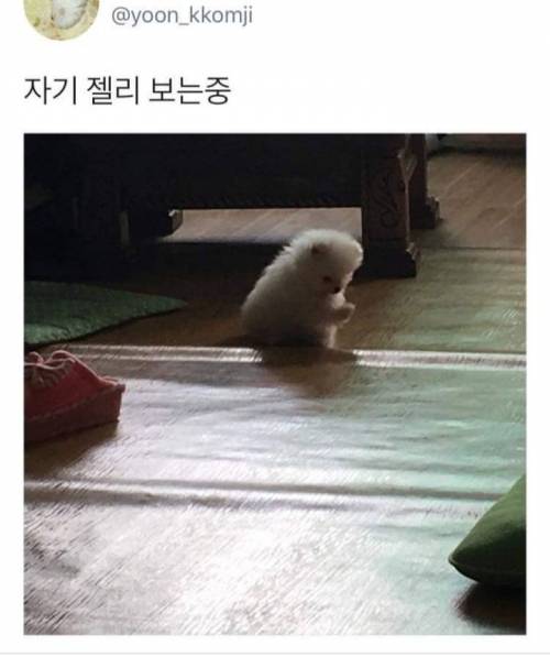 자기 젤리 보는 중.jpg