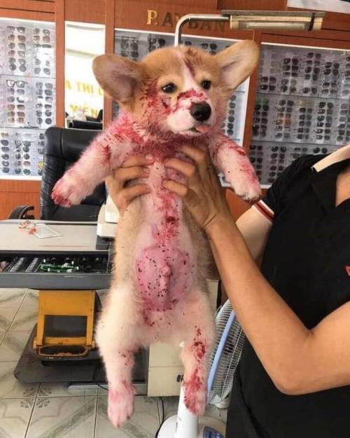 본의아니게 주인 놀래킨 강아지