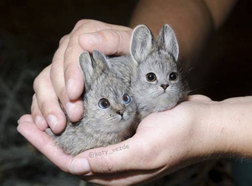 [스압] 세상의 전부가 고양이 라면.jpg