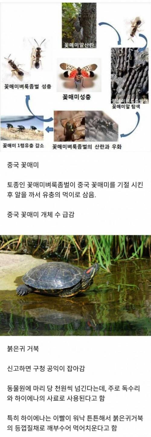 야심차게 한국에 진출했던 용병들 근황.jpg