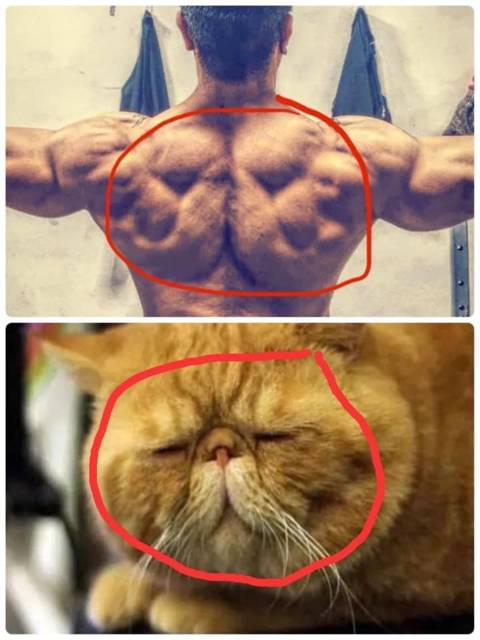 헬스 열심히 한 사람만 있는 근육