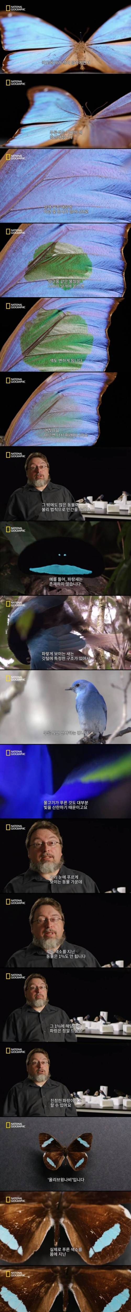 [스압] 왜 자연계에서는 파란색을 보기 어려울까?