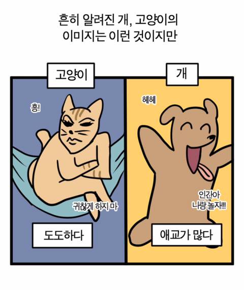 강아지 고양이에게 스테레오타입을 기대하면 안되는 이유