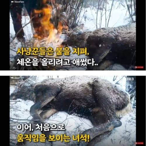 [스압] 얼음물에 빠진 사슴 구해주는 불곰국 형님들