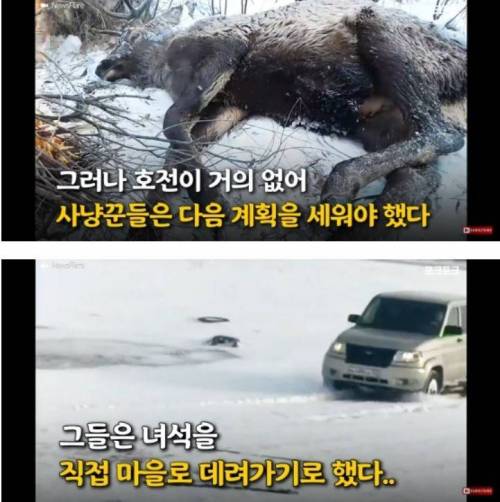 [스압] 얼음물에 빠진 사슴 구해주는 불곰국 형님들