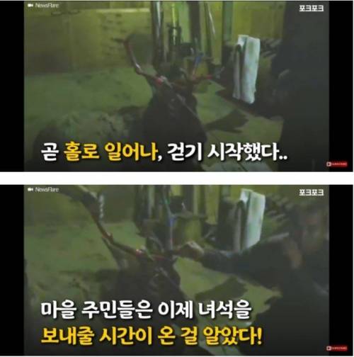 [스압] 얼음물에 빠진 사슴 구해주는 불곰국 형님들