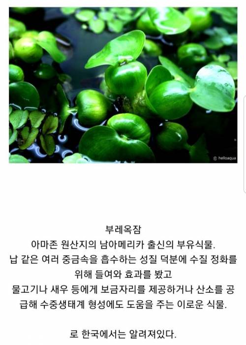 한국 한정 이로운 식물인 외래종