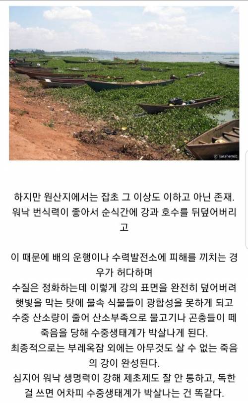 한국 한정 이로운 식물인 외래종