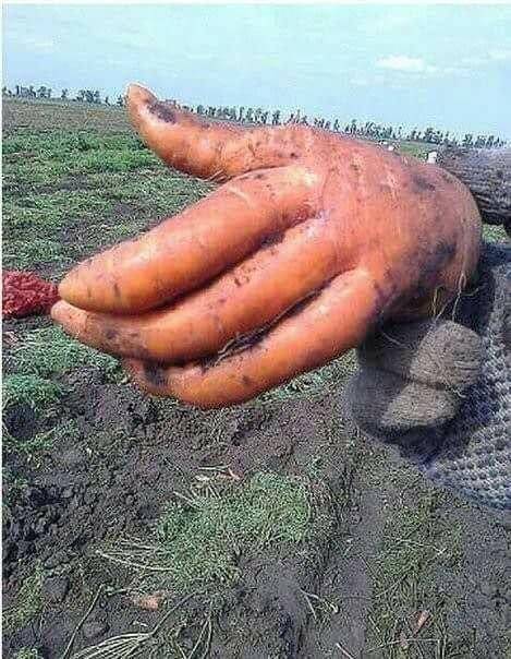 밭에서 일하는데 손 나옴.jpg