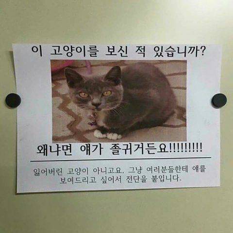 고양이 키우는 사람 특징.jpg