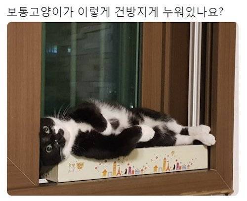 고양이 궁금증.jpg