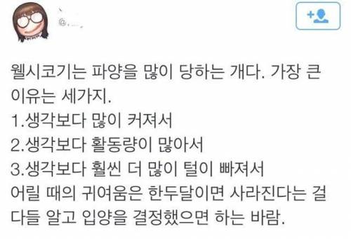 웰시코기가 파양을 많이 당하는 이유