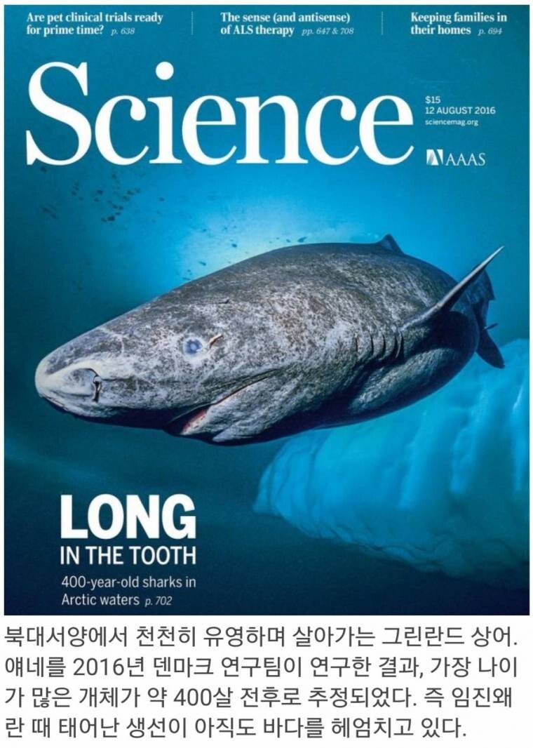 임진왜란 때 태어난 상어.jpg