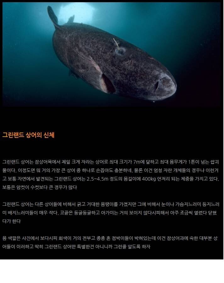 임진왜란 때 태어난 상어.jpg