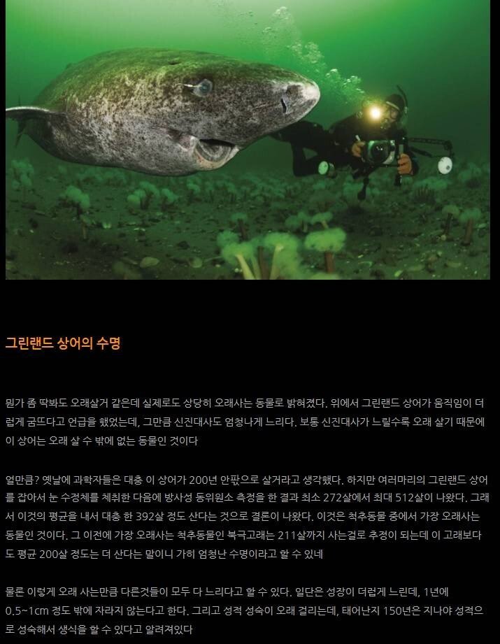 임진왜란 때 태어난 상어.jpg