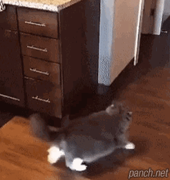 끈기 없는 고양이.gif