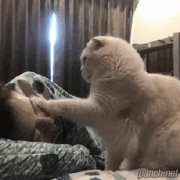 고양이 키우는 집의 아침.gif