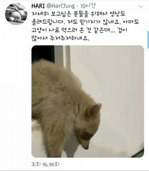 집에 들어온 라쿤.mp4
