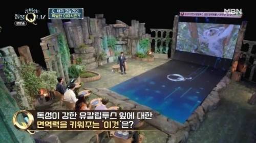 코알라가 독성이 있는 유칼립투스 잎을 먹을 수 있는 이유.jpg