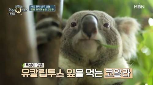 코알라가 독성이 있는 유칼립투스 잎을 먹을 수 있는 이유.jpg
