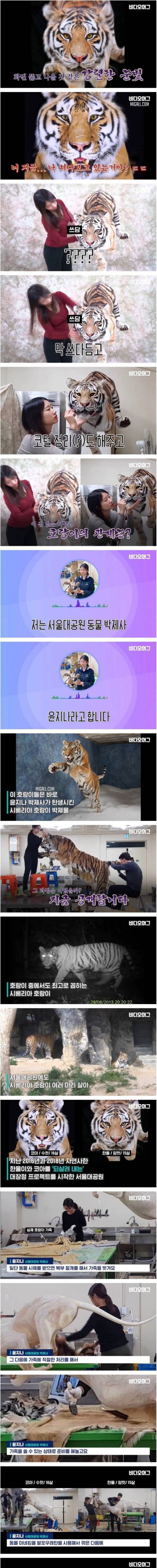 [스압] 자연사한 시베리아 호랑이 박제한 서울대공원