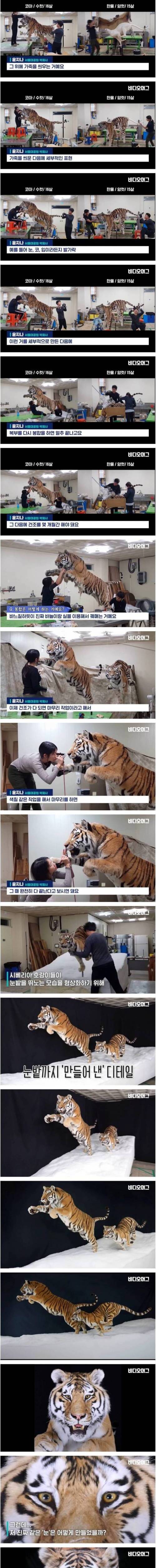 [스압] 자연사한 시베리아 호랑이 박제한 서울대공원