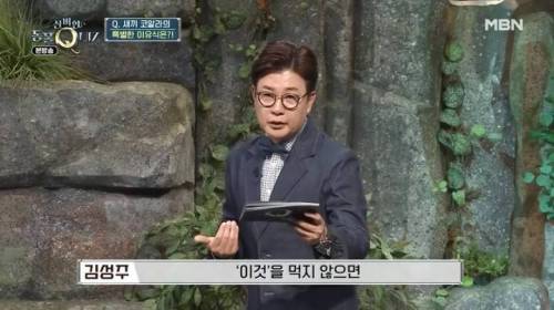 코알라가 독성이 있는 유칼립투스 잎을 먹을 수 있는 이유.jpg