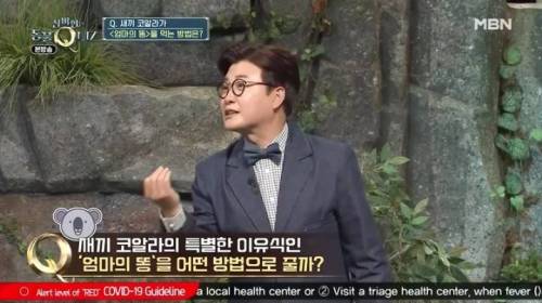 코알라가 독성이 있는 유칼립투스 잎을 먹을 수 있는 이유.jpg