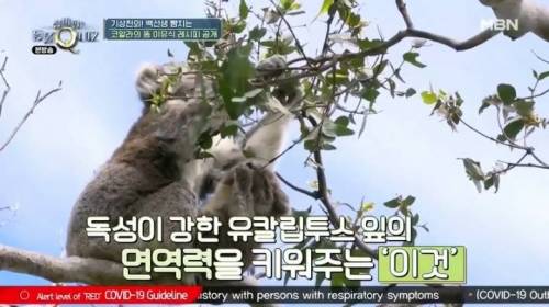코알라가 독성이 있는 유칼립투스 잎을 먹을 수 있는 이유.jpg
