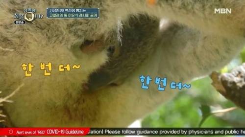 코알라가 독성이 있는 유칼립투스 잎을 먹을 수 있는 이유.jpg