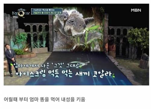 코알라가 독성이 있는 유칼립투스 잎을 먹을 수 있는 이유.jpg