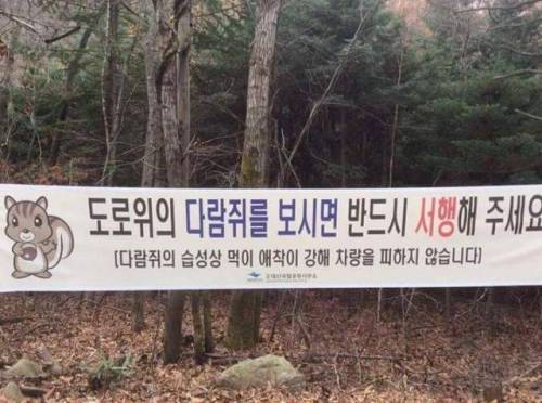 다람쥐를 보면 천천히 가야하는 이유