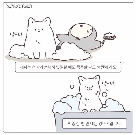 저희 강아지가 표정으로 욕하기 시작했어요