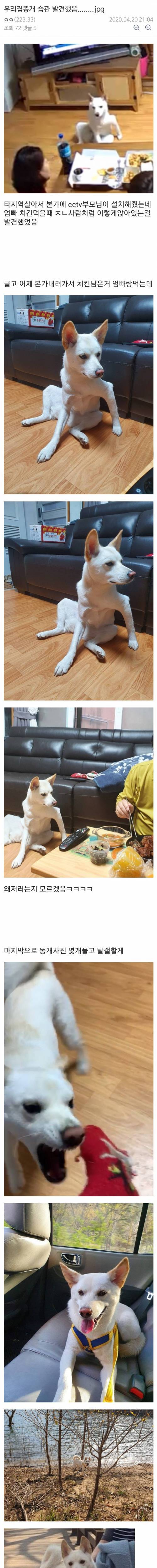 [스압] 우리집 똥개 습관 발견했음....jpg