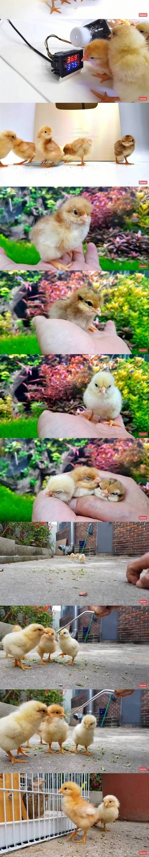 [스압] 페트병으로 병아리 부화기 만들기.jpg