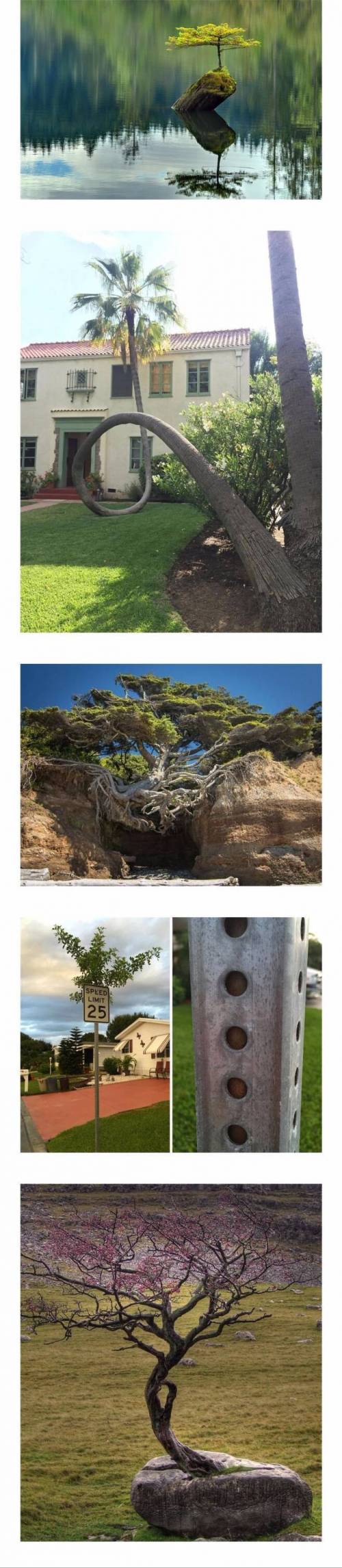 [스압] 놀라운 나무의 생명력.jpg