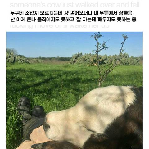 소가 걸어오더니 내 무릎에서 잠들음.jpg