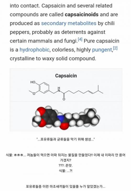 캡사이신이 실패한 물질인 이유.jpg