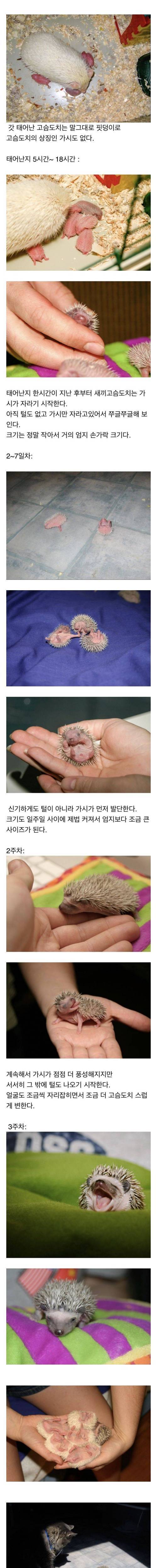 [스압] 고슴도치의 성장 과정.jpg